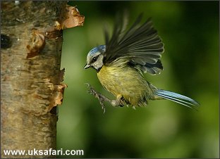 Blue Tit Landing - Photo  Copyright 2005 Denise Doherty