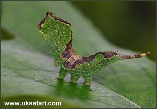 Poplar Kitten larva -  Photo  Copyright 2005 Roger Wasley