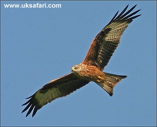 Red Kite - Photo  Copyright 2005 Kelvin Dean