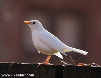 White Blackbird - Photo  Copyright 2006 Dean Eades