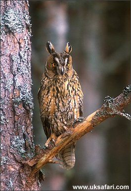 Long-Eared Owl - Photo  Copyright 2006 Iain Byrne