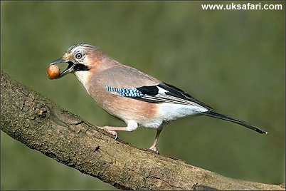 Jay - Photo  Copyright 2006 Tony Wharton