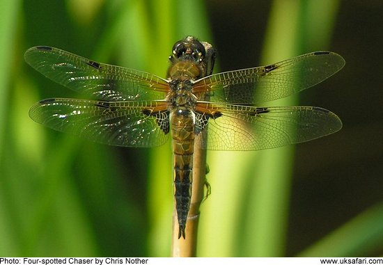 Four-spotted Dragonfly - Photo  Copyright 2009 Chris Nother