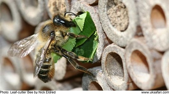 Leaf-cutter Bee - Photo  Copyright 2009 Nick Eldred