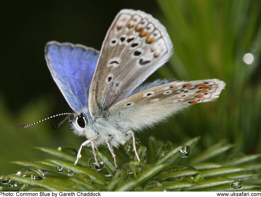 Common Blue Butterfly - Photo  Copyright 2009 Gareth Chaddock