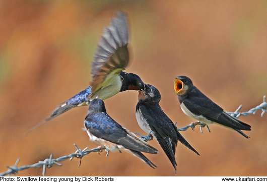Swallow feeding young - Photo  Copyright 2009 Dick Roberts