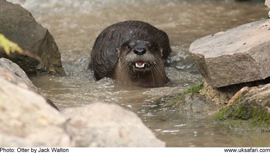 Otter - Photo  Copyright 2009 Jack Walton