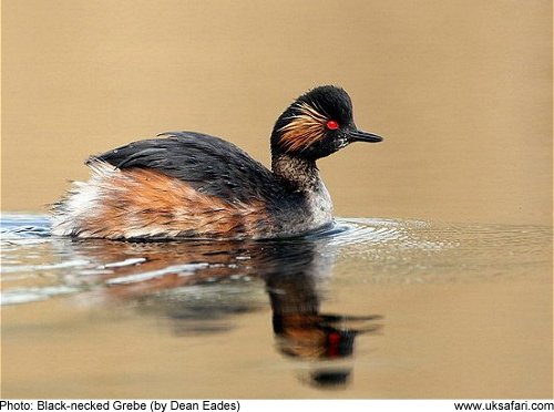 Black-necked Grebe by Dean Eades