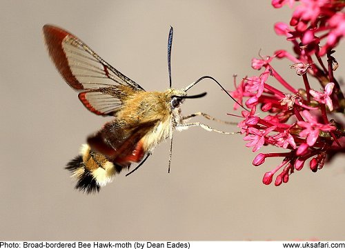 Broad-bordered Bee Hawk-moth (by Dean Eades)