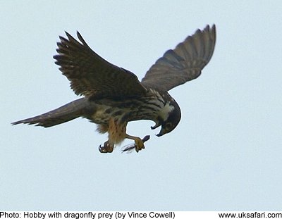 Hobby (by Vince Cowell)