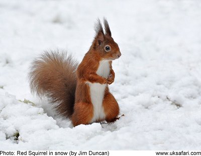 Red Squirrel by Jim Duncan