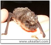 Parti-Coloured Bat - Photo  Copyright 2006 Gary Bradley