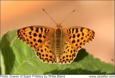 Queen of Spain Fritillary - Photo  Copyright 2008 Philip Bland