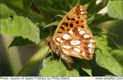 Queen of Spain Fritillary - Photo  Copyright 2008 Philip Bland