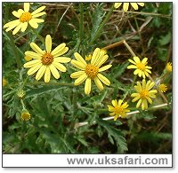 Ragwort - Photo  Copyright 2003 Gary Bradley