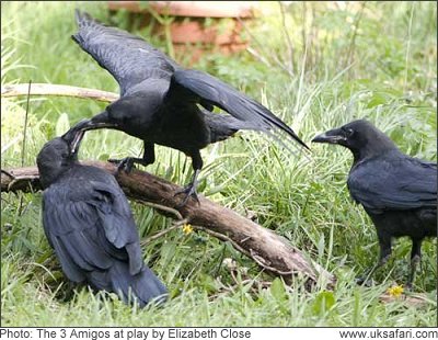 Raven chicks at play by Elizabeth Close