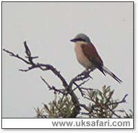 Red-Backed Shrike - Photo  Copyright 2005 Steve Botham: s.botham@ntlworld.com