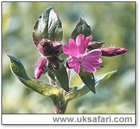 Red Campion - Photo  Copyright 2001 Gary Bradley