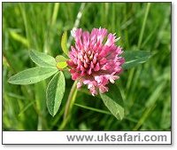 Red Clover - Photo  Copyright 2004 Gary Bradley