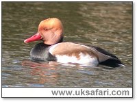 Male Red-Crested Pochard - Photo  Copyright 2005 Steve Botham