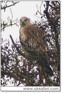 Red Kite - Photo  Copyright 2005 Steve Botham