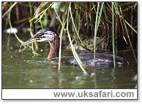 Red-Necked Grebe - Photo  Copyright 2005 Graeme Silburn