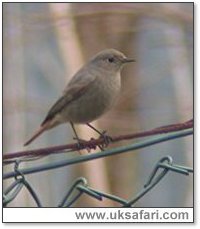 Black Redstart - Photo  Copyright 2005 Steve Botham: s.botham@ntlworld.com