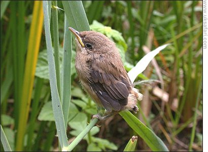 Reed Warbler Chick - Photo  Copyright 2006 Steve Botham