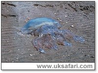 Rhizostoma Octopus - Photo  Copyright 2003 Gary Bradley