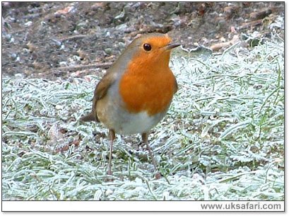 Robin - Photo  Copyright 2007 G. Bradley