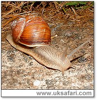 Roman Snail - Photo  Copyright 2004 Gary Bradley