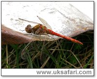 Ruddy Darter - Photo  Copyright 2006 Jane Relton