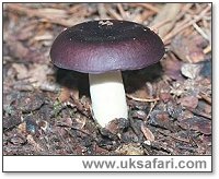 Russula Parazurea - Photo  Copyright 2001 Gary Bradley