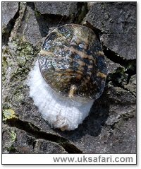 Scale Insect - Photo  Copyright 2007 Dave Green