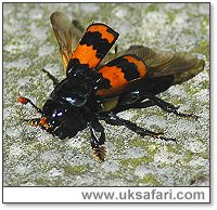 Sexton Beetle - Photo  Copyright 2004 Perry Lambert