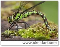Identify+dragonflies+uk