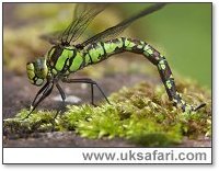 Identify+dragonflies+uk