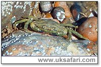 Shore Crab - Photo © Copyright 2003 Gary Bradley