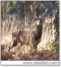Male Sika Deer - Photo  Copyright 2005 Steve Lobley