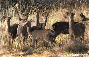 Female Sika Deer - Photo  Copyright 2005 Steve Lobley