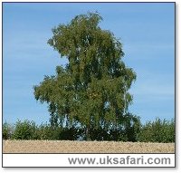 Silver Birch - Photo © Copyright 2003 Gary Bradley