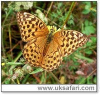 Silver-Washed Fritillary - Photo  Copyright 2006 Gary Bradley