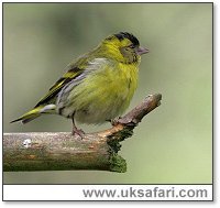 Siskin - Photo  Copyright 2006 Dean Eades