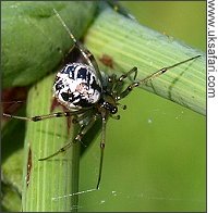 Mothercare spider - Photo  Copyright 2008 Gary Bradley