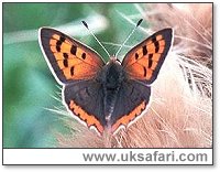 Small Copper Butterfly - Photo  Copyright 2000 Gary Bradley