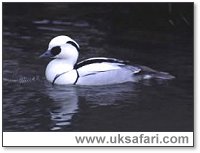 Smew (male) - Photo  Copyright 2003 Elliott Neep