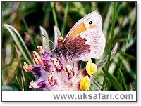 Small Heath Butterfly - Photo  Copyright 2001 Gary Bradley