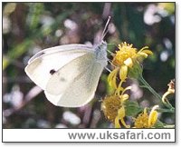 Small White - Photo  Copyright 2003 Gary Bradley