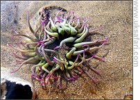 Snakelocks Anemone - Photo  Copyright 2007 Sophia Winters