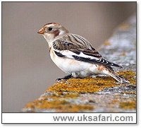 Snow Bunting - Photo  Copyright 2003 Steve Botham